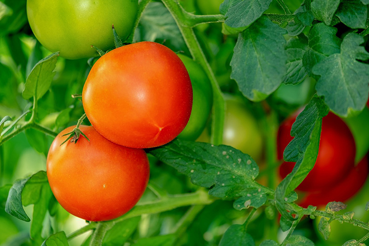 The Health Benefits of Tomatoes for Seniors