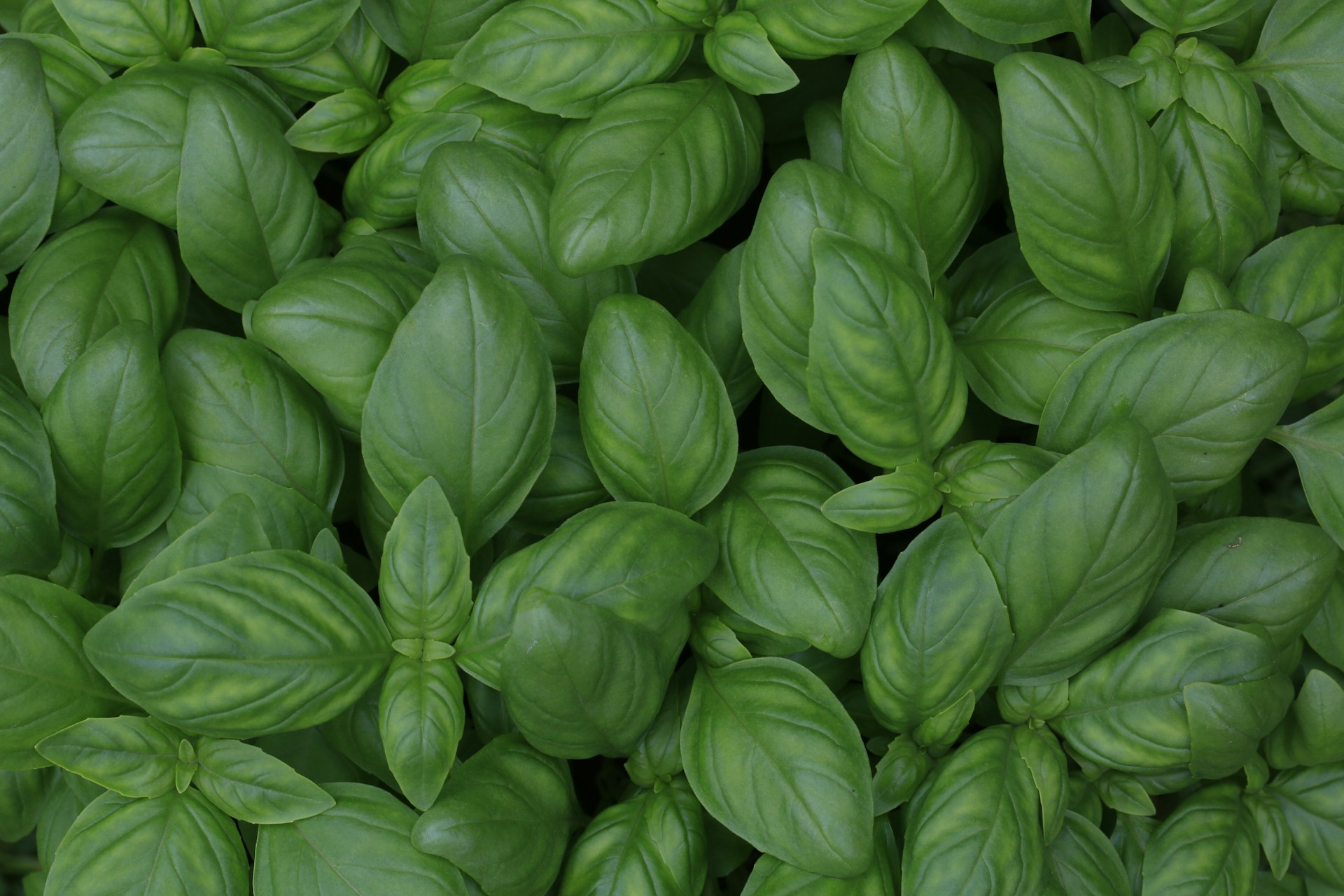 Basil Benefits for Seniors