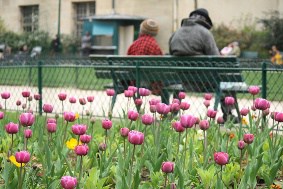 People Sitting on a Bench in Front of Flowers