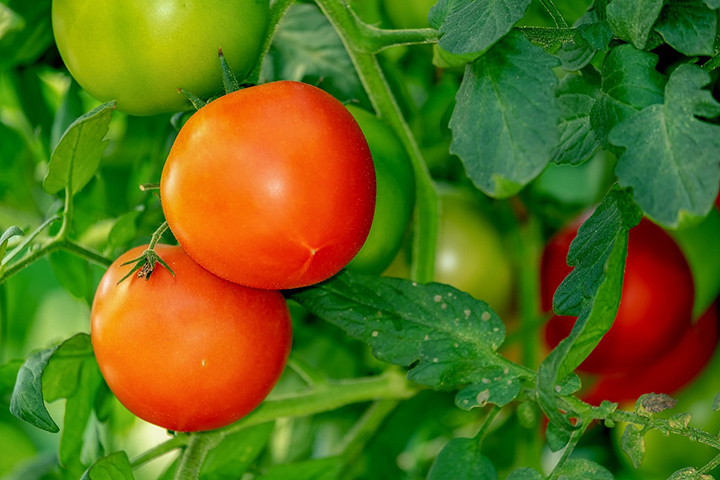 The Health Benefits of Tomatoes for Seniors 